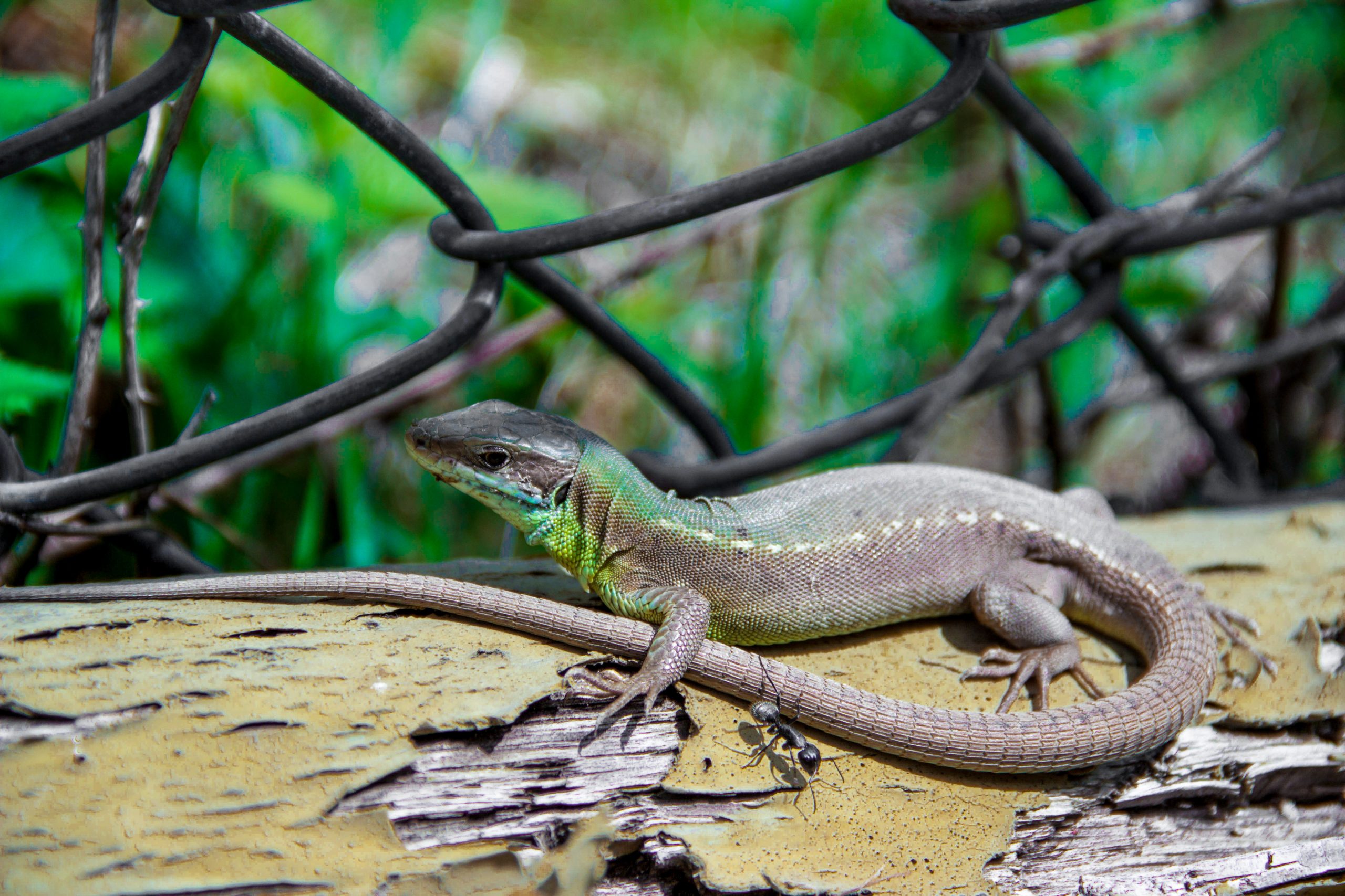 Balkan green lizard