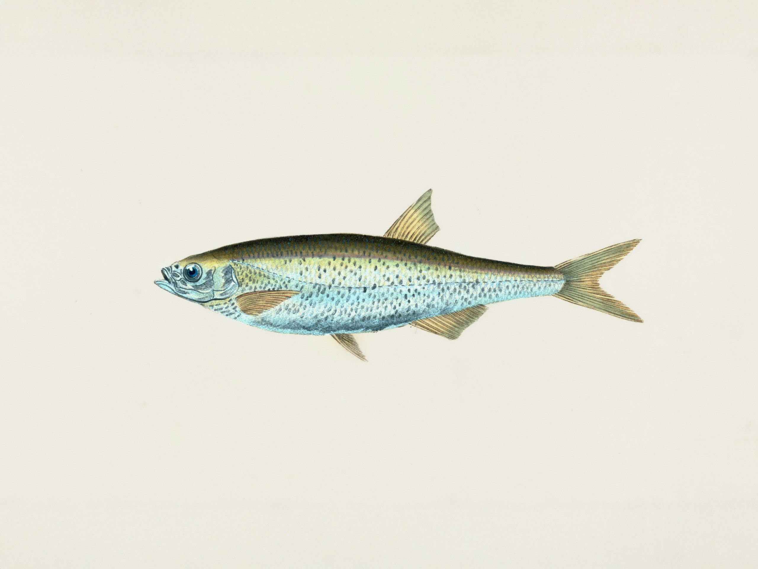 A detailed illustration of a silver common bleak fish (Alburnus alburnus) swimming to the left.