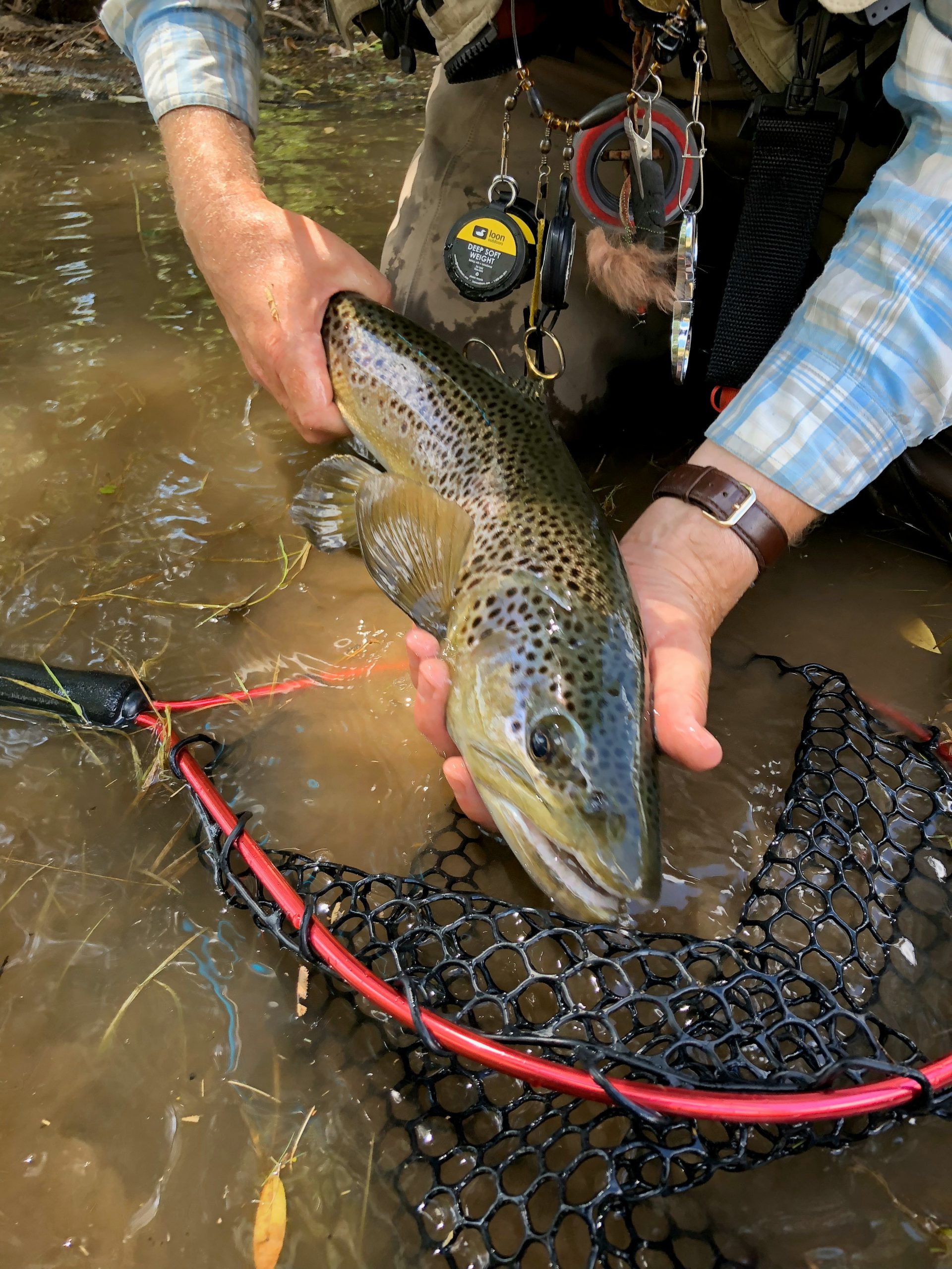 A close-up, top-down view of a person’s hands holding a wet brown trout just above the water's surface. The fish features distinctive dark brown and black spots over an olive-gold body. The background shows the person wearing a watch and a dark jacket, with the rippling surface of the water visible beneath the fish.