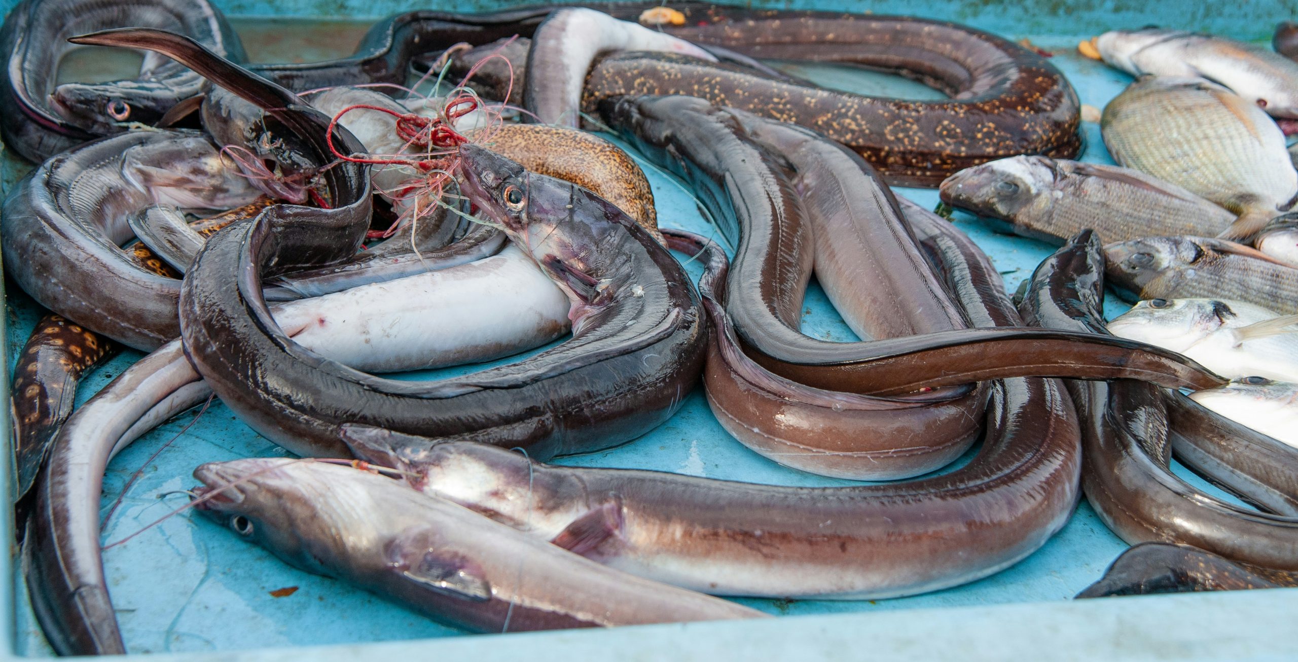 A cluster of long, silver and dark-grey European eels piled together in a shallow container, showing their smooth, reflective skin and serpentine bodies.