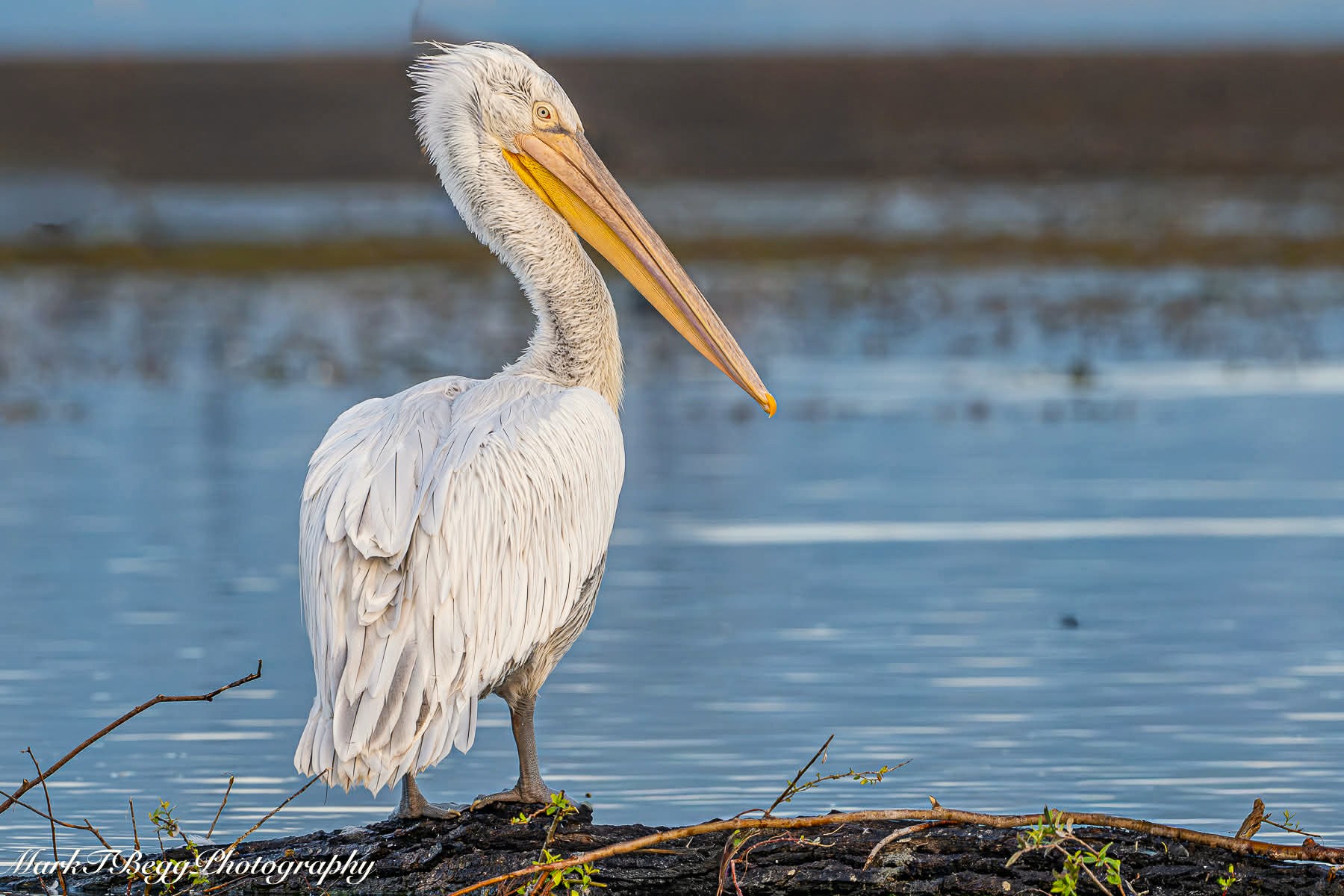 A large white Dalmatian pelican with a long yellow bill and shaggy head feathers stands on a log next to blue water.