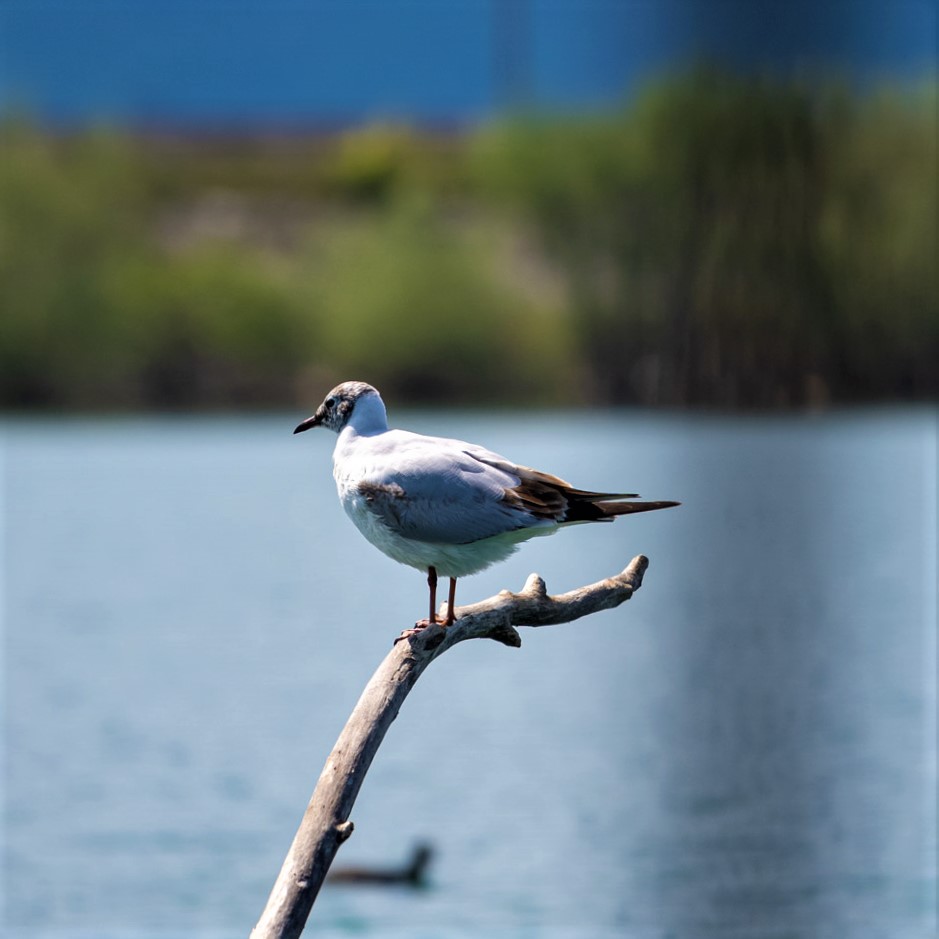 Lake Skadar is indeed birdwatcher's paradise.