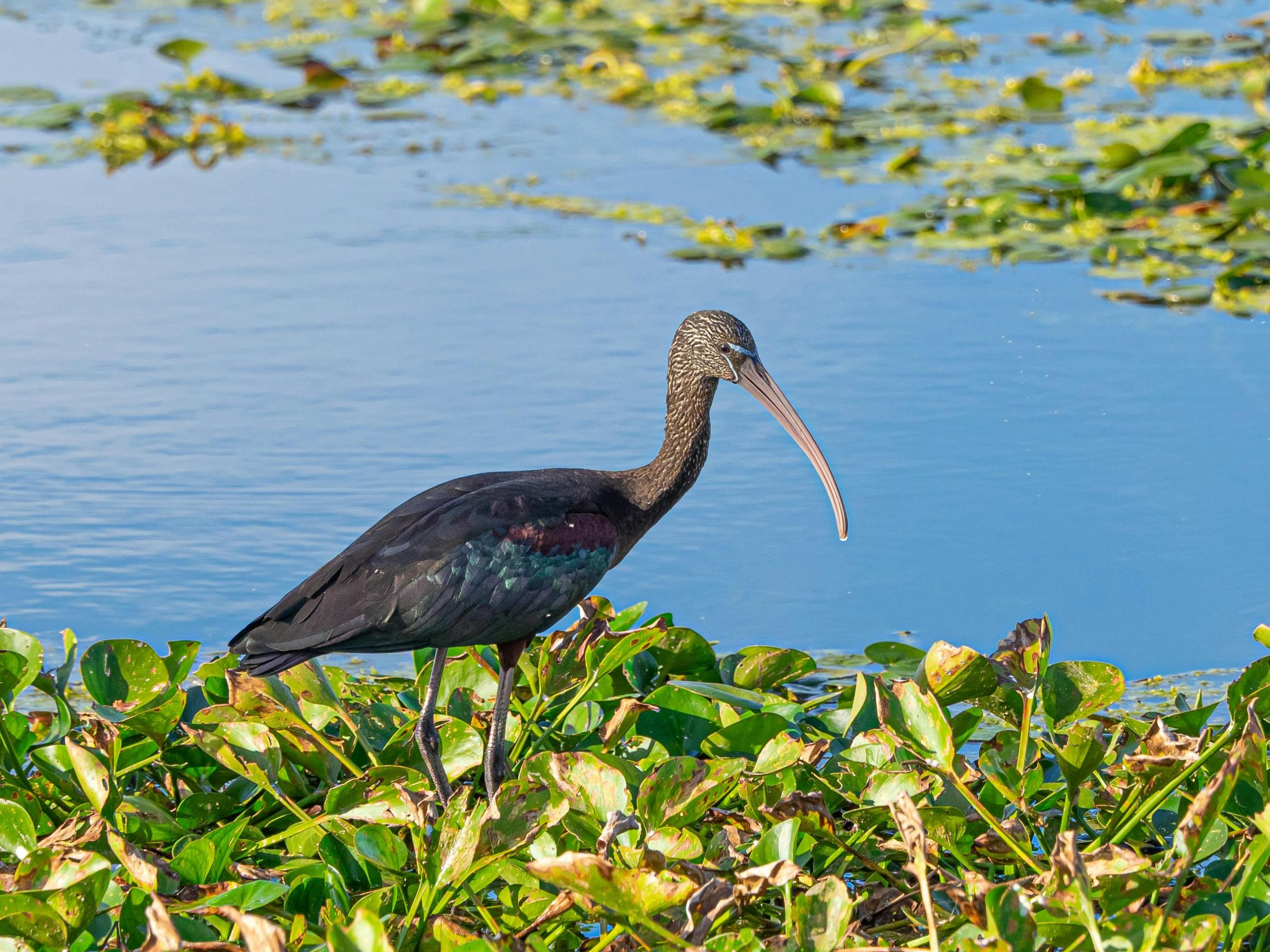 Ein Glanzibis im Seitenprofil, der in einem Feuchtgebiet zwischen grünen Wasserpflanzen steht. Der Vogel hat einen markanten langen, nach unten gebogenen Schnabel und dunkles Gefieder, das mit irisierenden Schattierungen von tiefem Violett, Grün und Bronze schimmert.