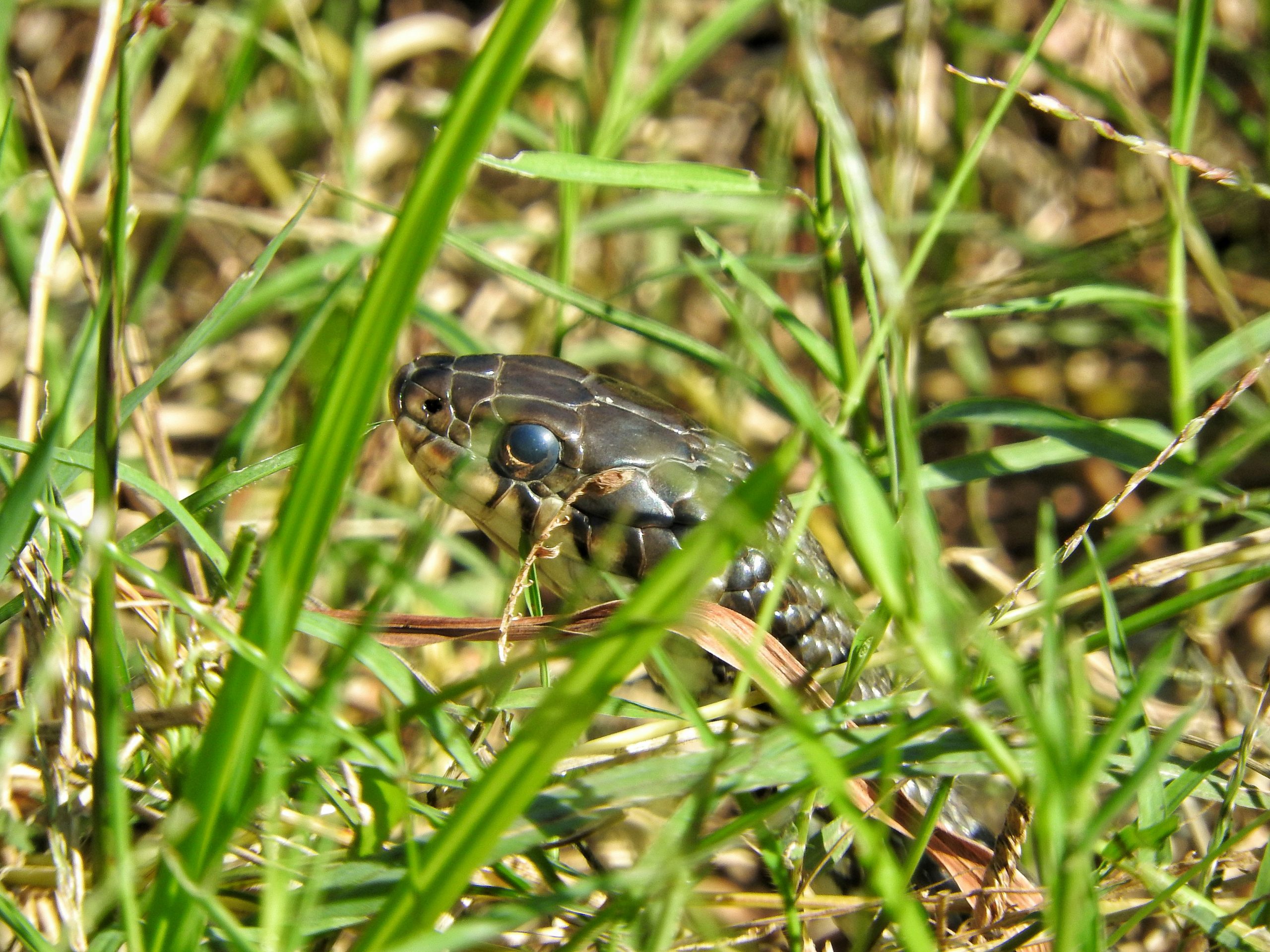 A grass snake (Natrix natrix) with olive-green scales and dark markings resting among green grass and foliage in a wetland habitat.