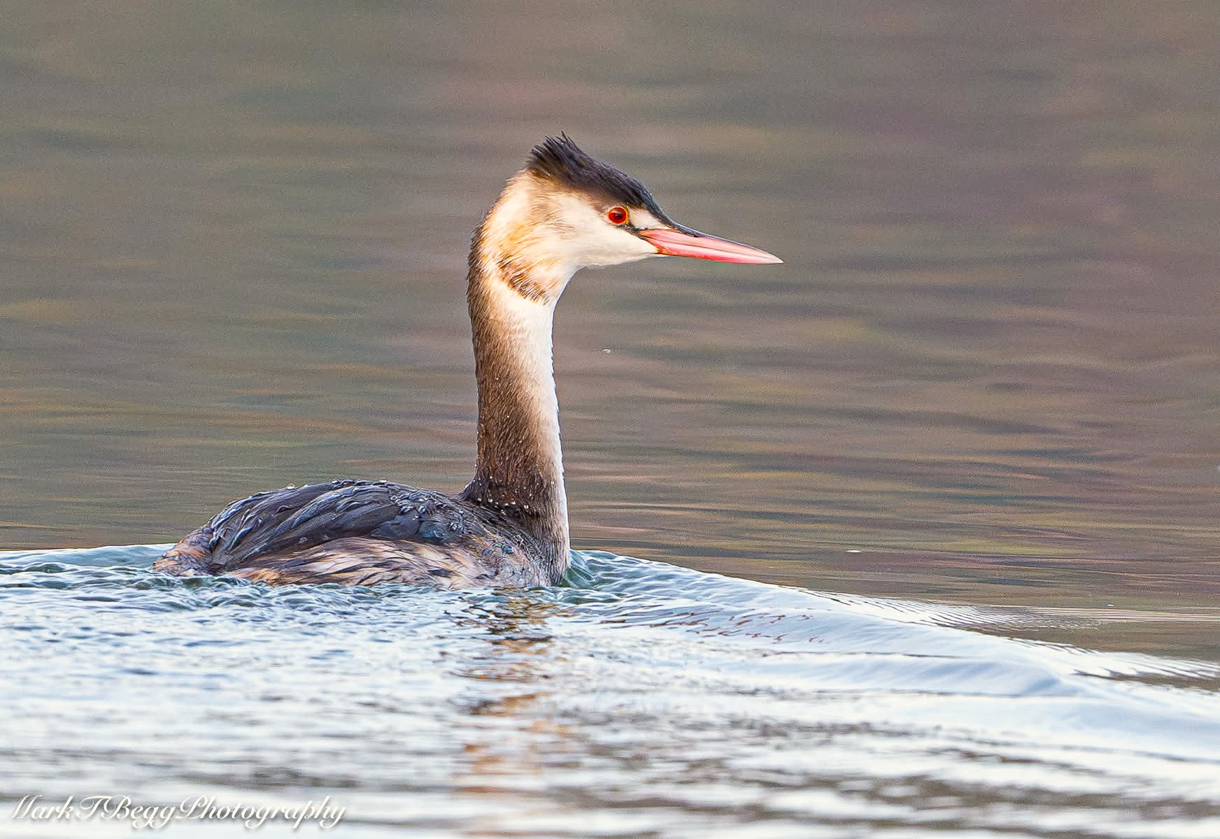 Eine Nahaufnahme eines Haubentauchers, der auf ruhigem, leicht gewelltem Wasser schwimmt. Der Vogel hat einen schlanken weißen Hals, einen langen spitzen Schnabel und seinen charakteristischen schwarzen Kamm sowie kastanien-orangefarbene Wangenfedern im vollen Prachtkleid.