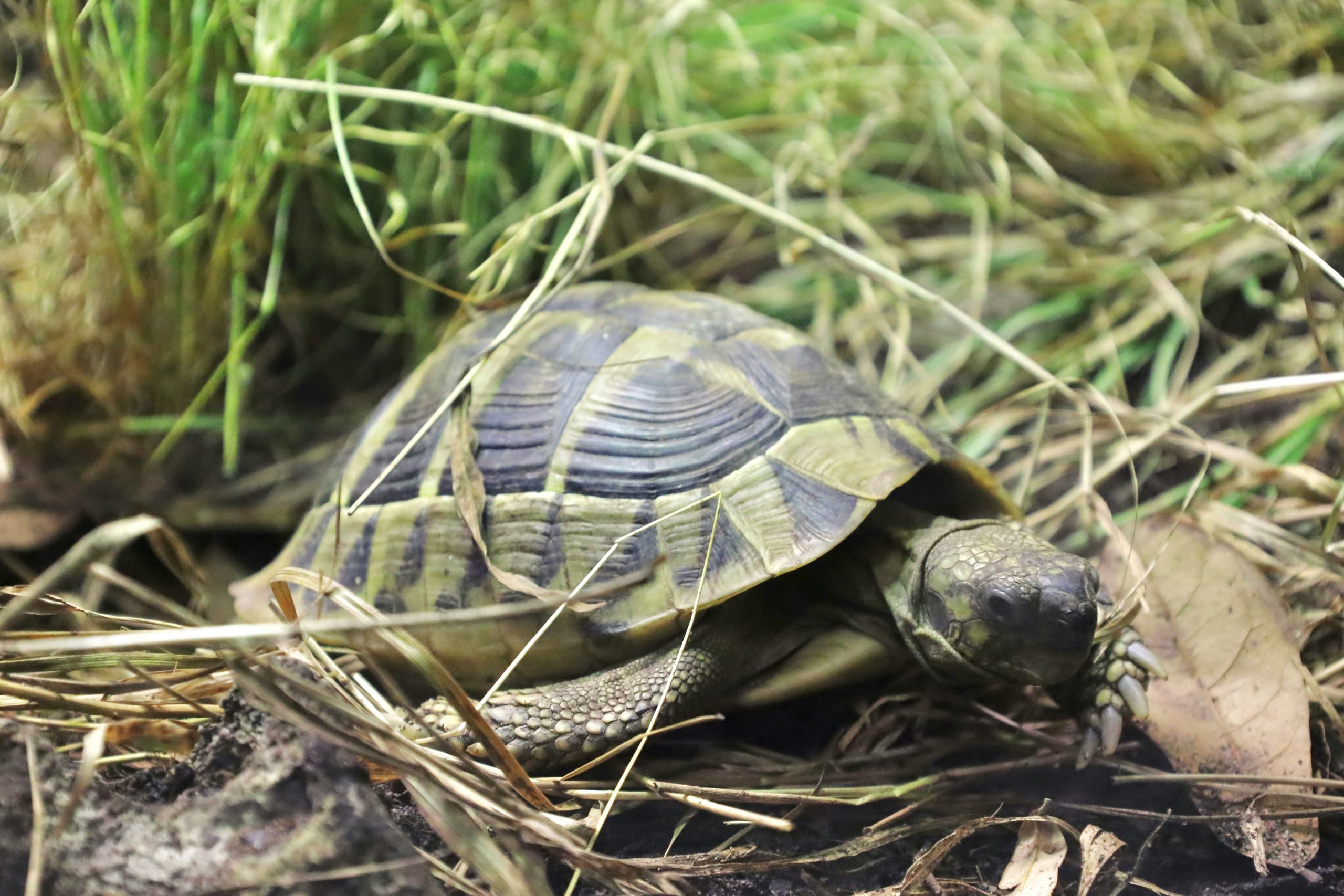 A high-angle, close-up shot of a Hermann's tortoise on a forest floor. The tortoise has a highly domed, yellow-gold shell with dark black markings and its head is extended, showing its scaly skin. It is surrounded by green grass, dry leaves, and small twigs.