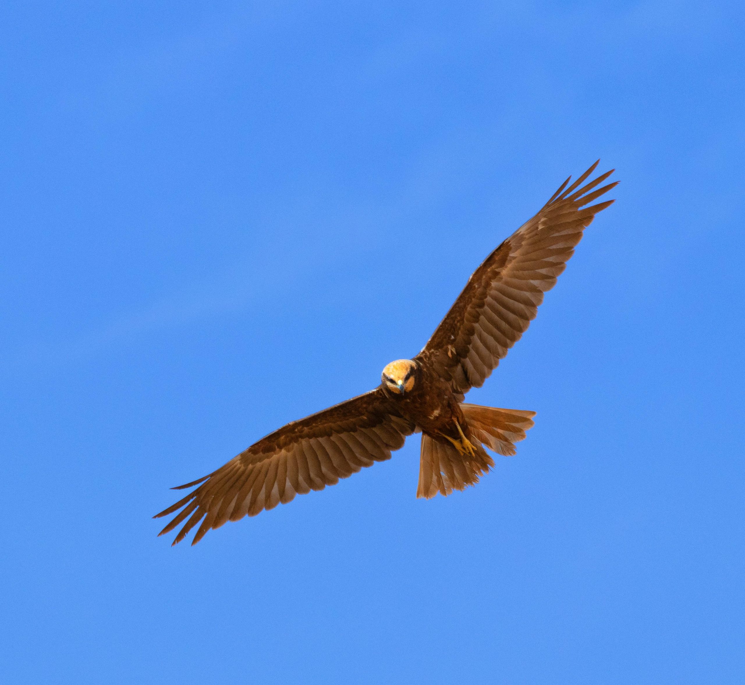 A Western marsh harrier (bird of prey) soars with fully outstretched wings against a clear, vibrant blue sky. The bird has dark, chocolate-brown plumage with a contrasting cream-colored crown and throat, characteristic of a female or juvenile.