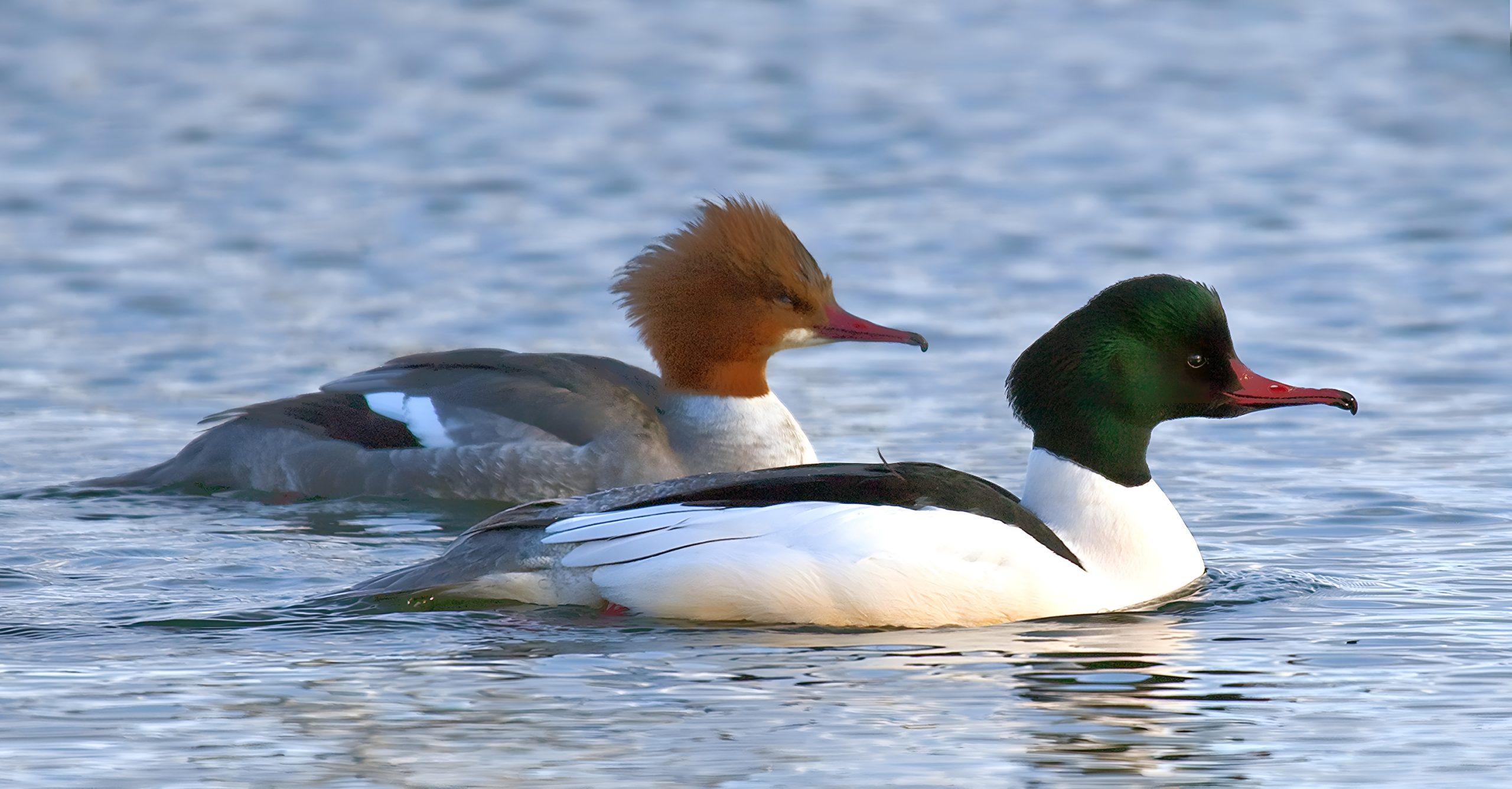 Ein männlicher und weiblicher Gänsesäger (auch bekannt als Gänsesäger) schwimmen zusammen in blauem, welligem Wasser. Das Männchen im Vordergrund hat einen auffälligen dunkelgrünen, irisierenden Kopf, einen weißen Körper mit schwarzen Akzenten und einen langen, dünnen roten Schnabel. Das Weibchen dahinter zeigt einen grauen Körper, einen zimtrot gefiederten Kopf mit Haube und einen weißen Kehlfleck.
