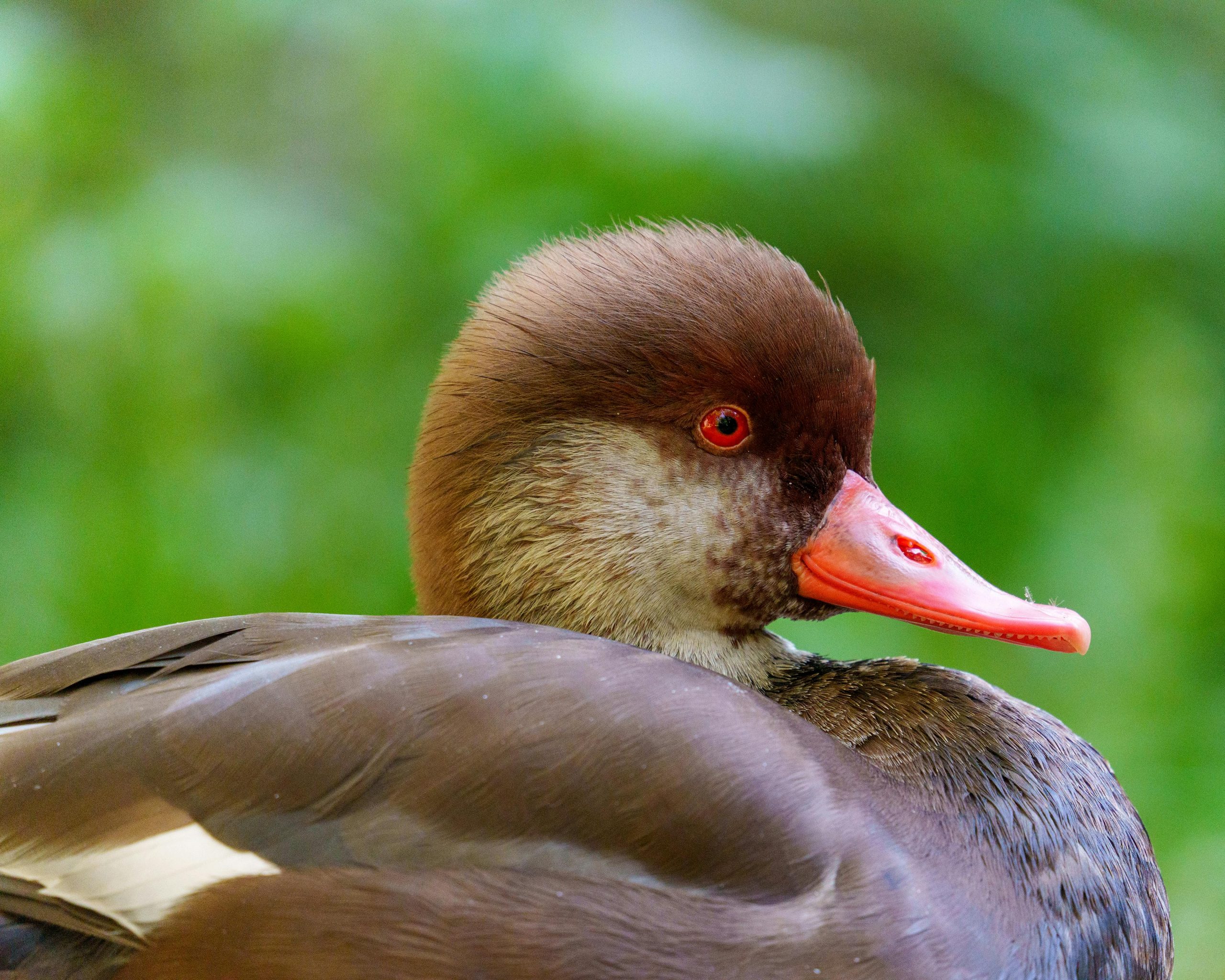 Profil eines männlichen Kolbenente mit leuchtend orangefarbenem Kopf und korallenrotem Schnabel.