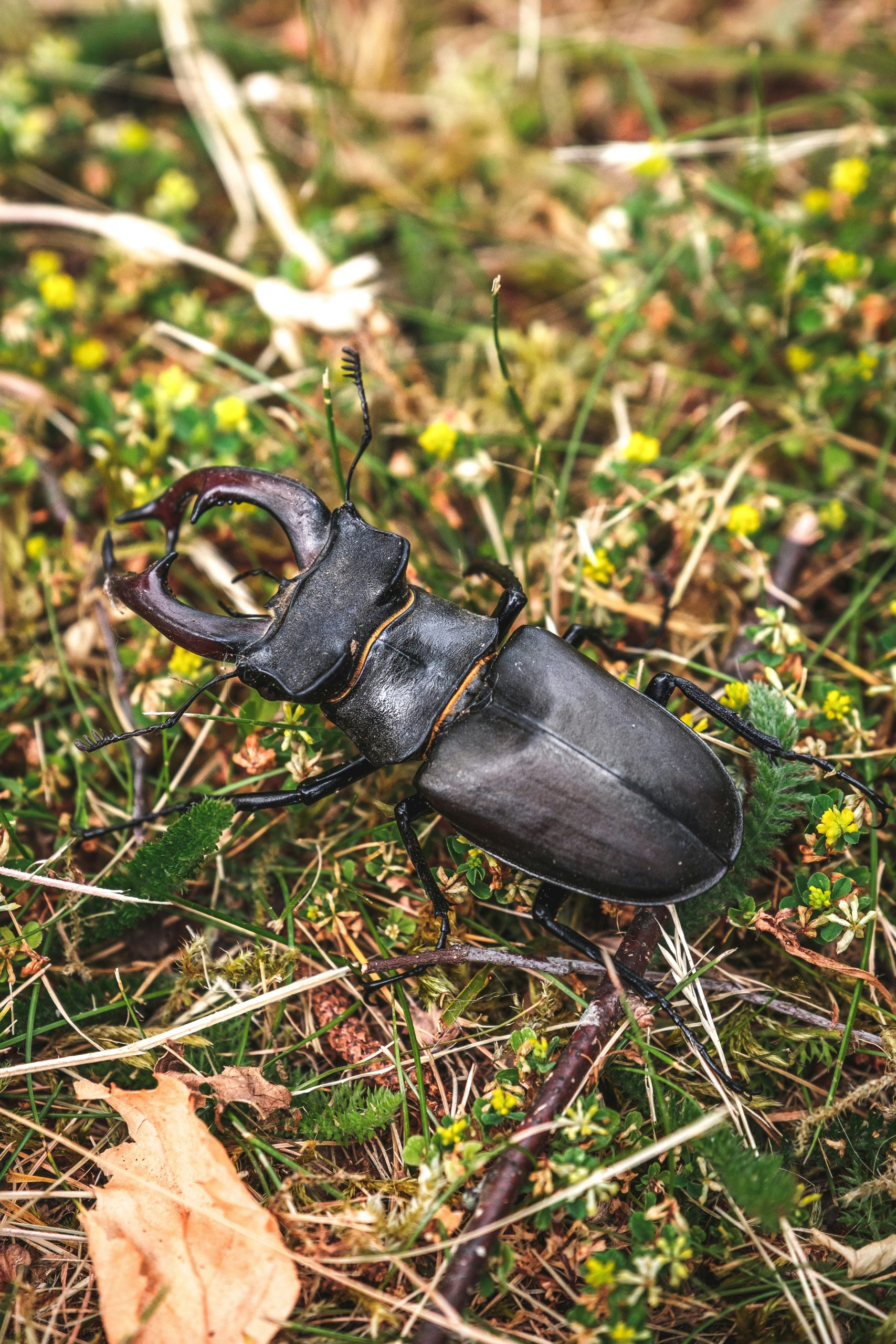 A close-up, top-down photograph of a male European stag beetle (Lucanus cervus) crawling through green grass and small wildflowers. The beetle is large and dark brown, featuring prominent, antler-like mandibles extending from its head. The background is a soft-focus field of vibrant green foliage.