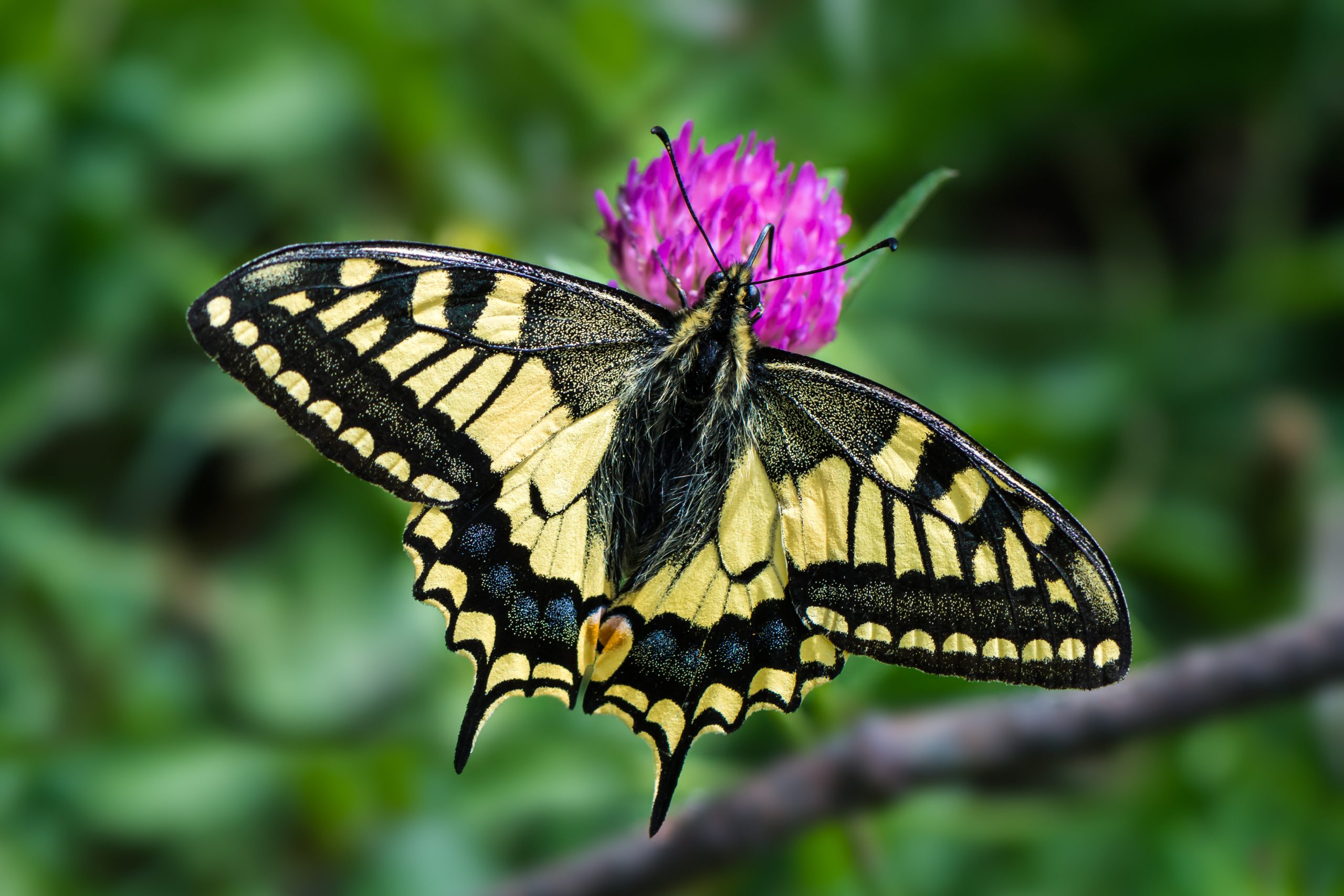 Swallowtail butterfly