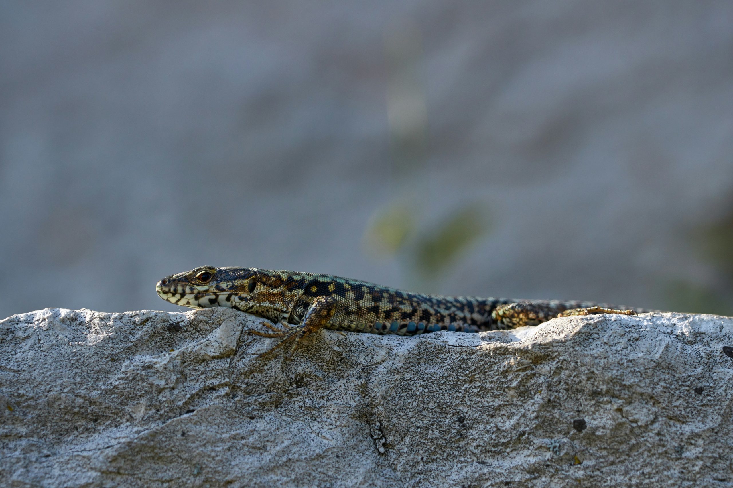 A close-up, high-detail photo of a Common Wall Lizard (Podarcis muralis) resting on a textured, grey rock. The lizard's skin features a complex pattern of brown, black, and cream-colored scales that provide excellent camouflage against the stony surface. The lighting is bright, highlighting the lizard's slender body and alert eye.