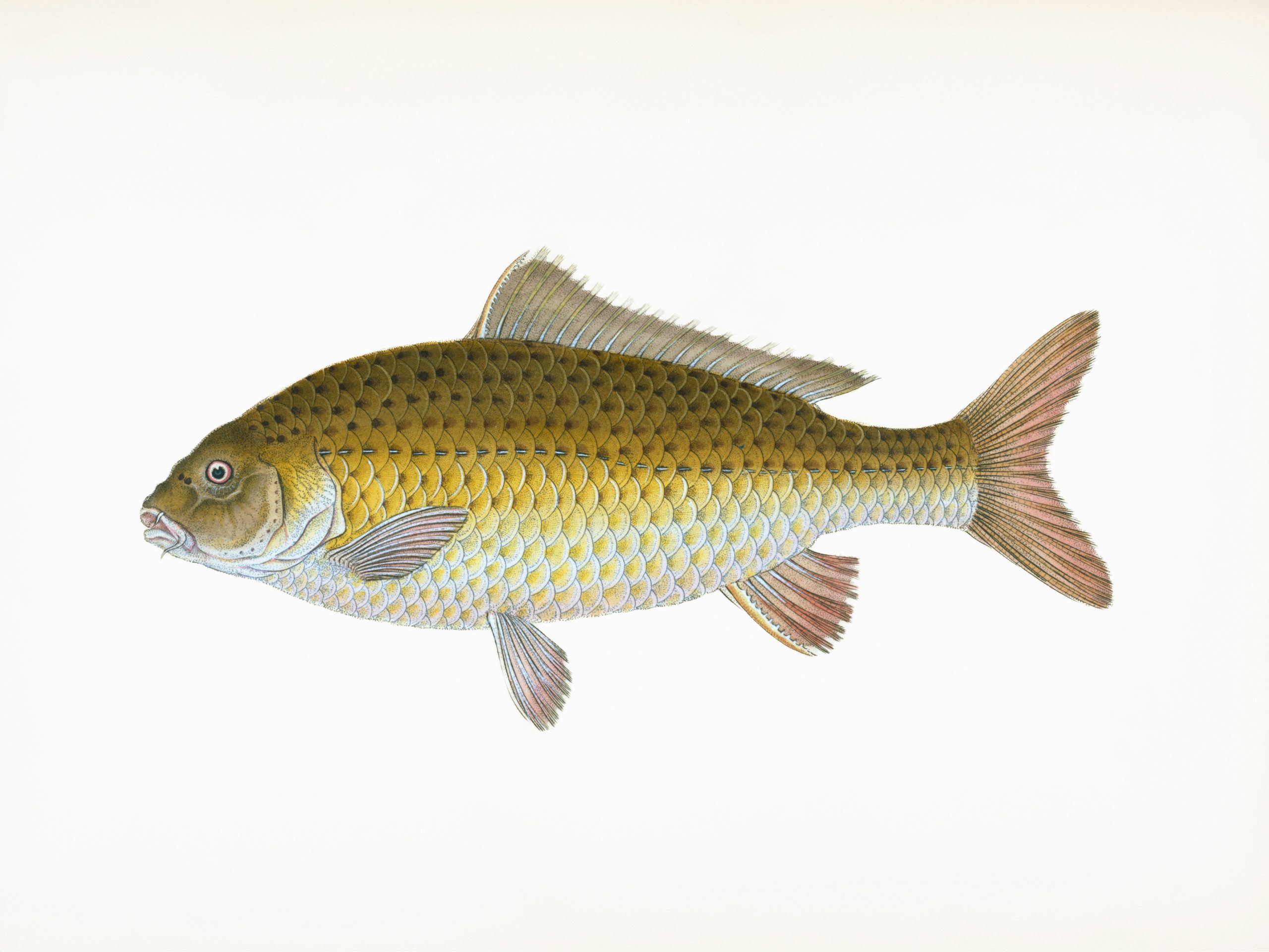 An antique, hand-colored illustration of a common carp (Cyprinus carpio) with a golden-yellow body and reddish fins, viewed in profile on a white background.