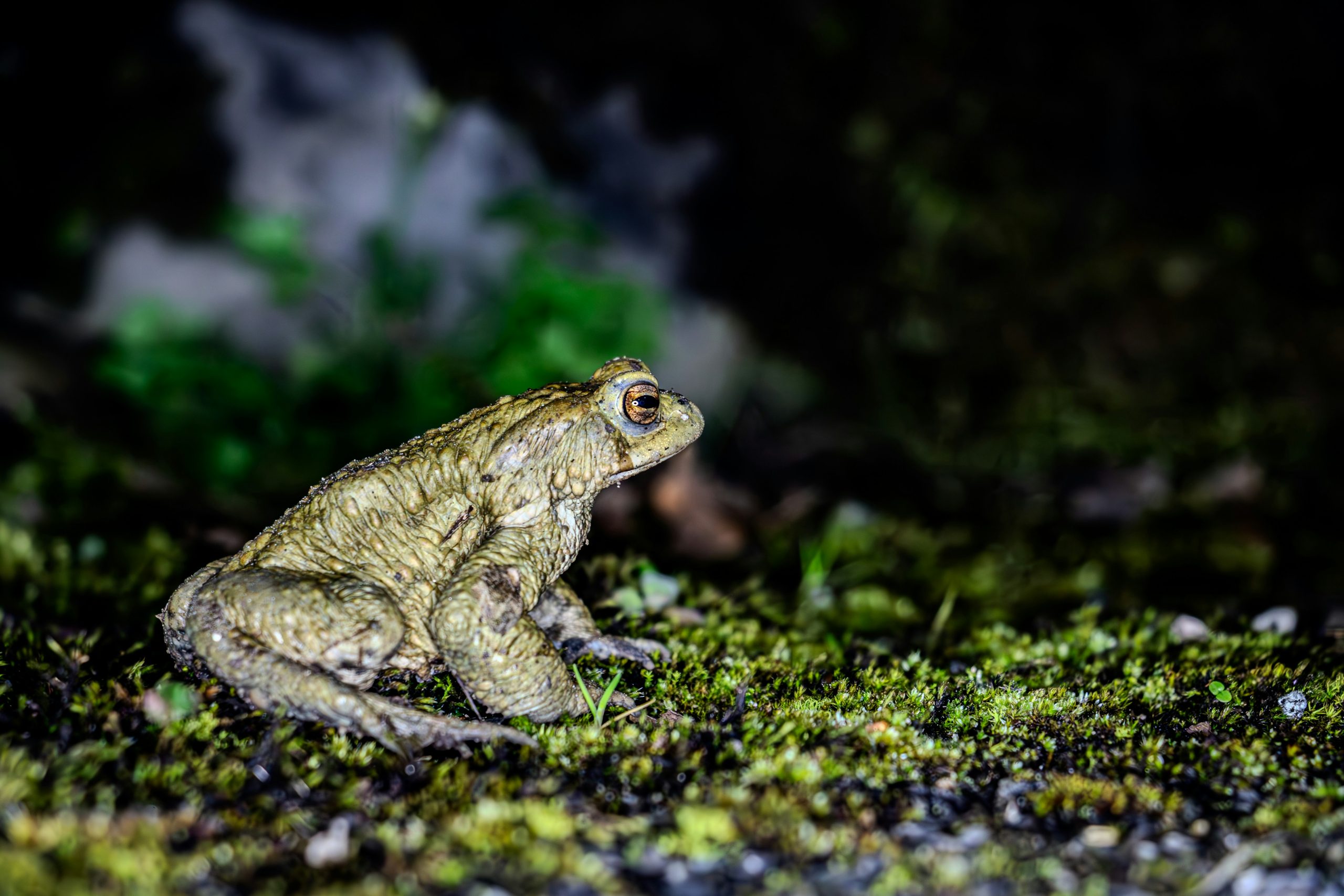 A high-resolution, close-up photograph of a common toad (Bufo bufo) resting on a mossy forest floor. The toad features characteristic bumpy, warty skin in earthy brown and olive tones, providing excellent camouflage against the dark, textured background of damp soil and green moss.