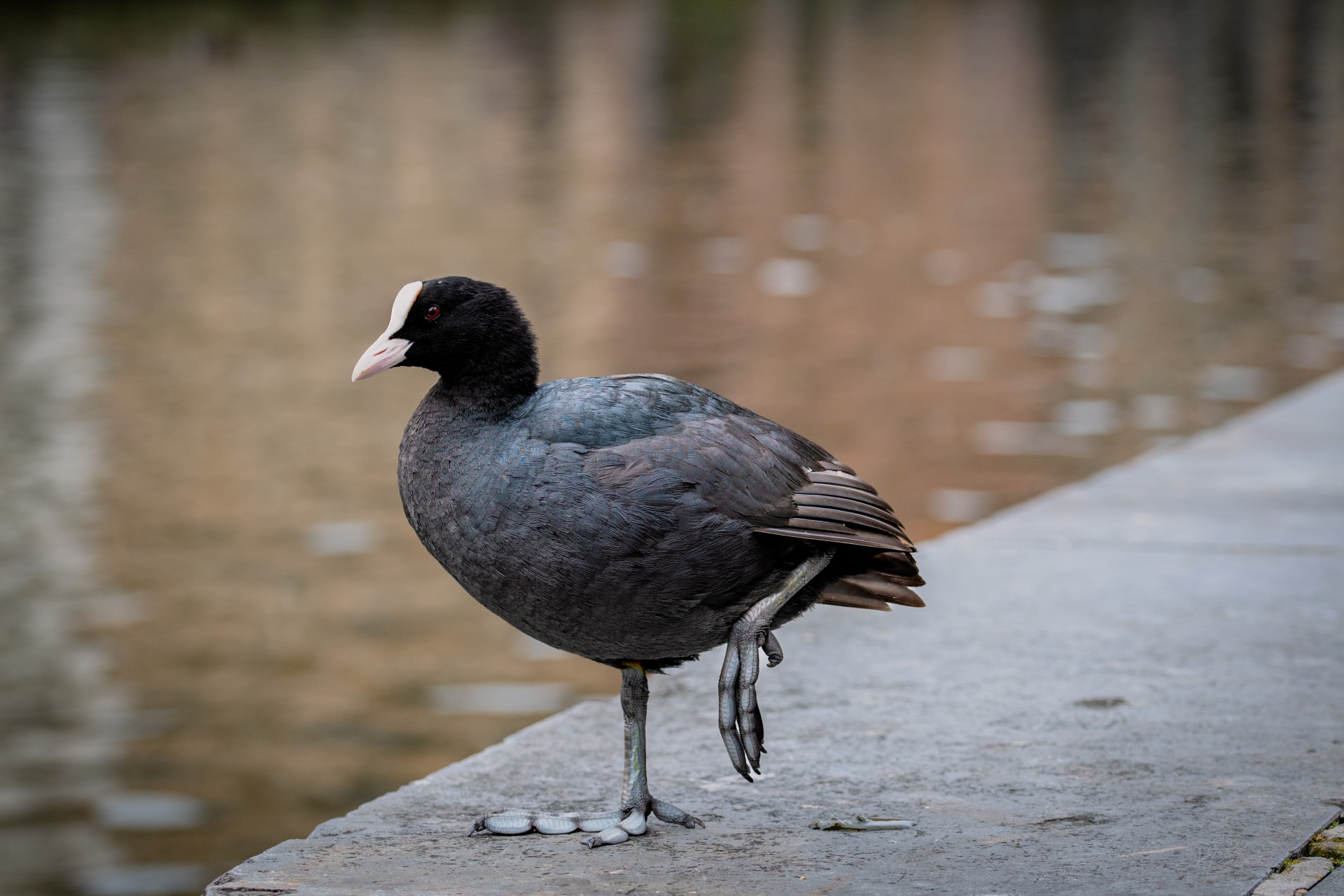 Ein Seitenprofil eines dunkelgrauen Blässhuhns, das auf einem Bein auf einer Betonplatte neben einem Gewässer steht. Der Vogel hat einen markanten weißen Schnabel und Stirnschild, ein rotes Auge und große graue Füße mit gelappten Zehen.