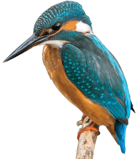 Kingfisher, beautiful colorful bird - yellowish orange on his tummy and mesmerizing blue head and wings.