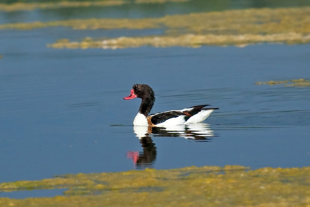Brandgans (Tadorna tadorna)