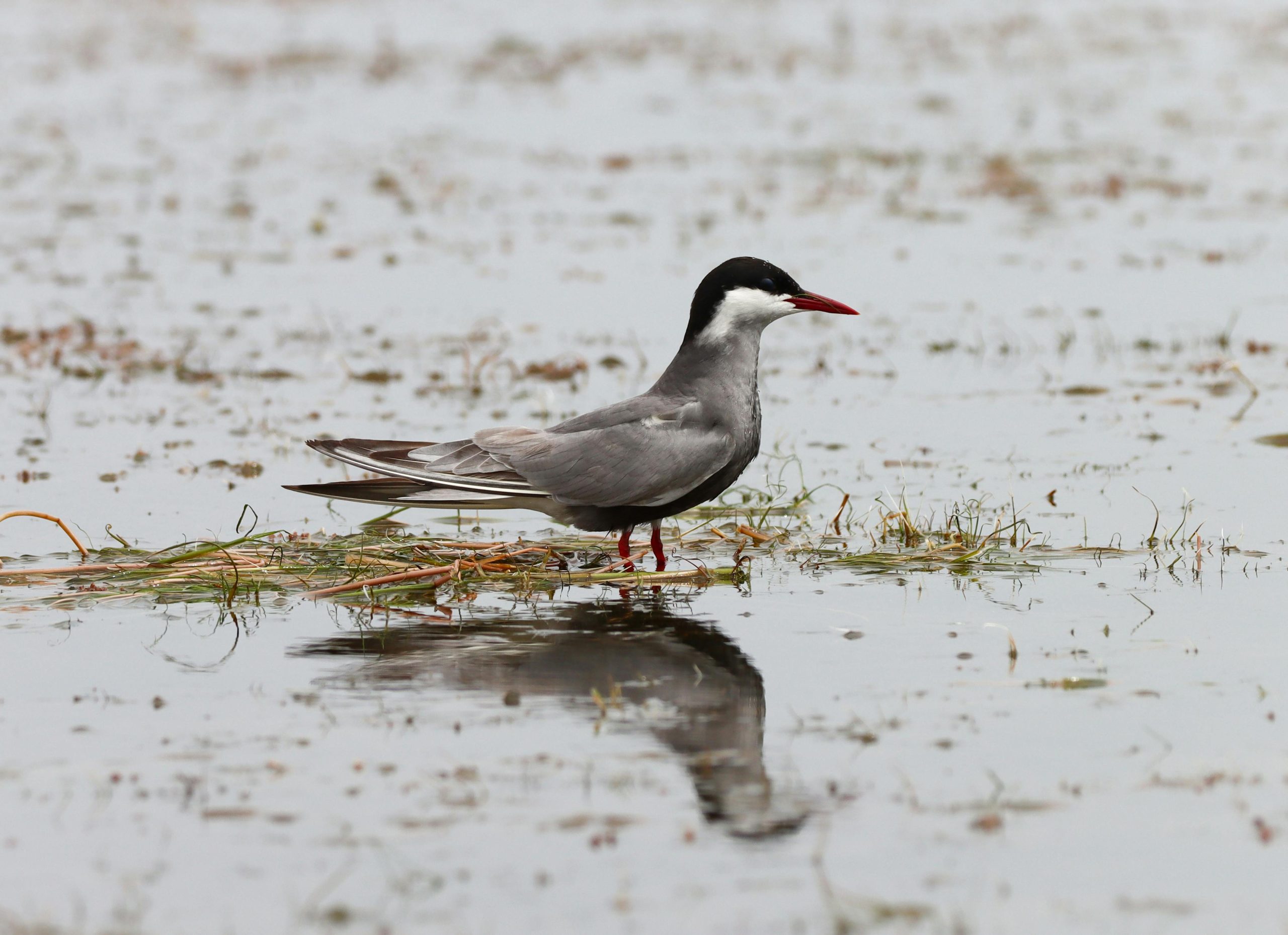 An adult Whiskered Tern in breeding plumage stands in shallow, marshy water. The bird has a distinct black cap, white cheeks, a dark gray body, and a vibrant red bill and legs. Its reflection is clearly visible in the still water amidst patches of green and brown aquatic vegetation.